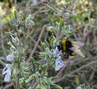 Solerantonio2 en Hamelin: Fauna  (Almería), Abejorro