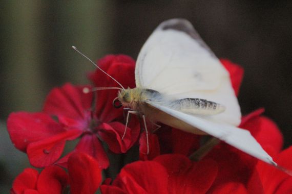 XxPrOzMeNxX en Hamelin: Fauna, #butterflies #at #insects #colors #nature #flower #white #red #eyes #black #yellow 