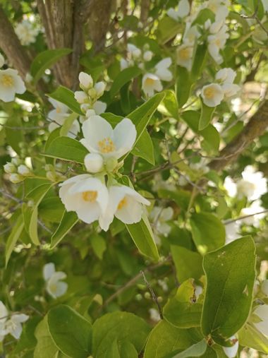 Imasanmar en Hamelin: Flora, Philadelphus pubescens, #flores 