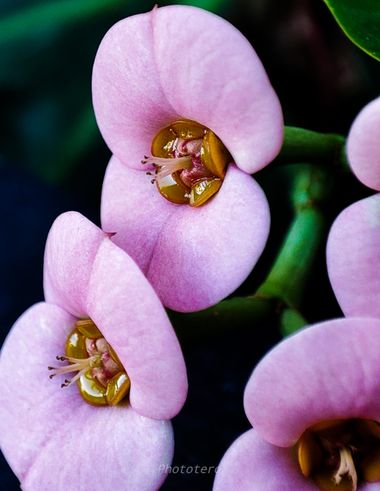Phototero  en Hamelin: Flora, Euphorbia lophogona, #hamelin #flora21 #flora #flor #macro #naturaleza #naturelovers #nature #rosa #plants #flower 
