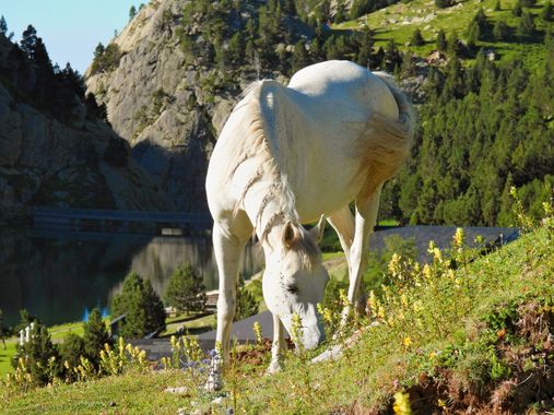 Georginaag en Hamelin: Fauna  (Queralbs), #fauna #horse 