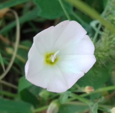 andrade151354488 en Hamelin: Flora  (General Conesa), Convolvulus arvensis, #isabella 