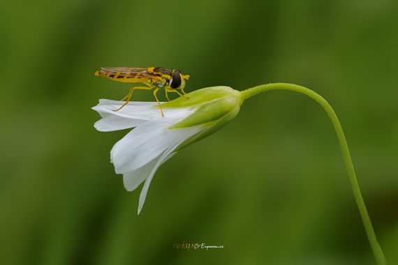 isidorogomez53 en Hamelin: Fauna  (Vallès Oriental), Cernidora en pequeña flor.

#apfb 
#insectosdeespaña 
#insectosdecataluña 
#isifotografia 
#macro 
#fu...