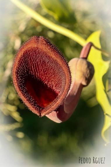 PEROMA_PHOTO en Hamelin: Flora  (Vélez-Málaga), Aristolochia baetica, . 
