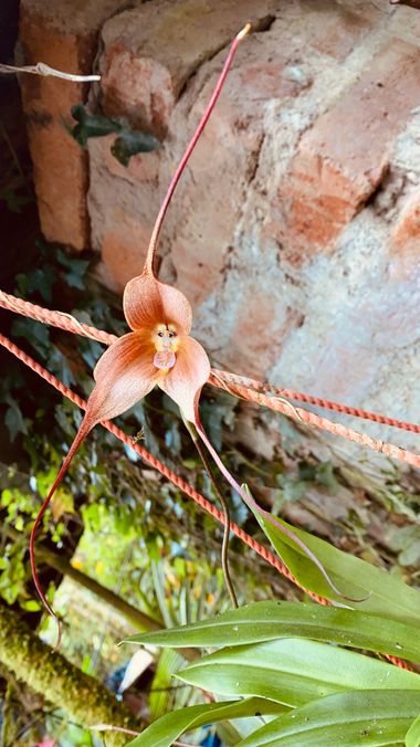 Pabloalbertopaez en Hamelin: Fauna  (Mindo), Muy bonita variedad de orquídea 