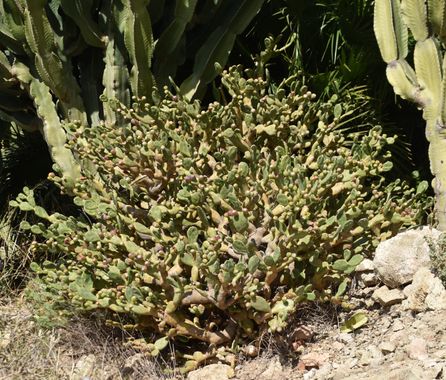 Solerantonio2 en Hamelin: Flora  (Níjar),  Planta