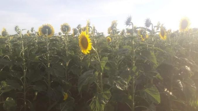 GrachuV. en Hamelin: Flora  (Santa Fe), Girasoles.!!!🥀
