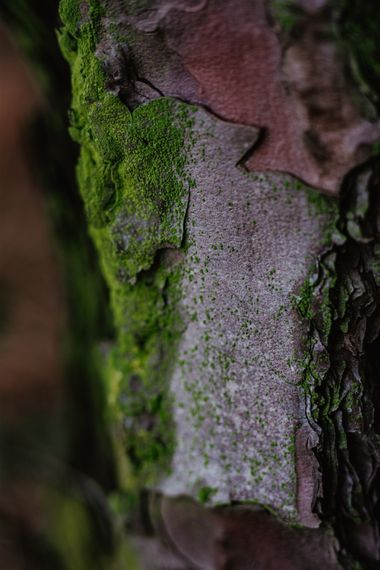 Elenagil.ph en Hamelin: Flora, #musgos #musgo #musgofotos #plantas #natura_love #naturaleza 