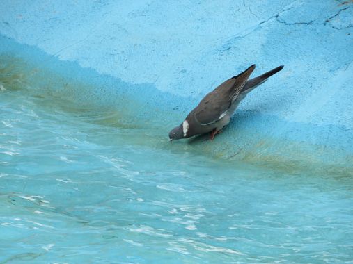 Solerantonio2 en Hamelin: Fauna  (Jaén), Columba palumbus Linnaeus, 1758, Paloma turca