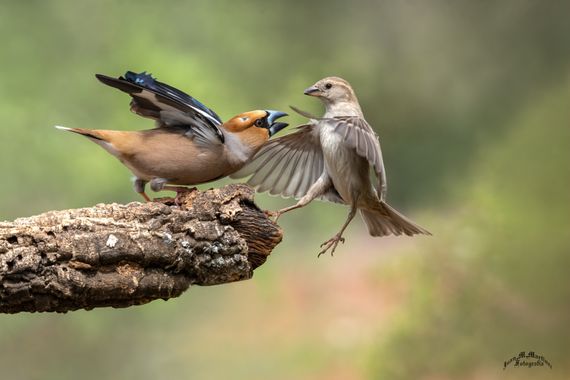 guachinaty1 en Hamelin: Fauna  (Santa Elena), Coccothraustes coccothraustes (Linnaeus, 1758), Desa esencias vecinales.     #picogordo #hawfinch #aves #gorr...