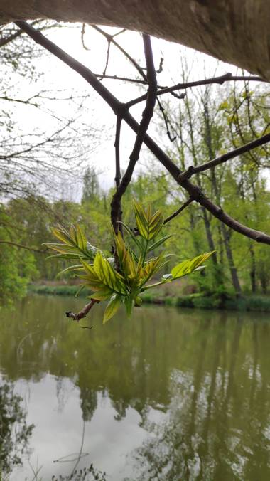 carmentxupsss en Hamelin: Flora  (Almazán), Fraxinus excelsior, #FLORA21