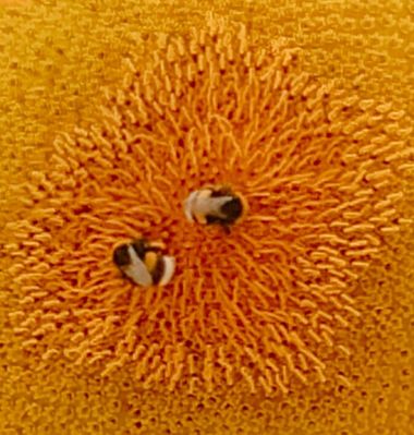 Solerantonio2 en Hamelin: Fauna  (Calle Santiago), bombus en el girasol