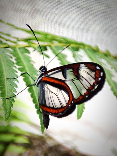 littleworld28 en Hamelin: Fauna  (Medellín), Mariposa cristal #mariposa #flora 