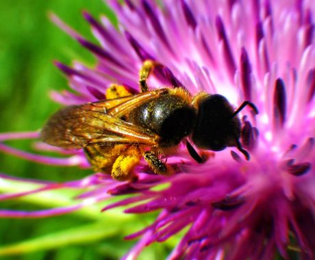 Manelsersol en Hamelin: Flora, #rurales #naturaleza #insectos #Primavera 