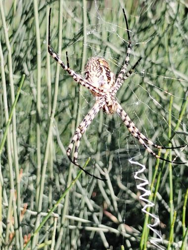 Solerantonio2 en Hamelin: Fauna  (Avenida del Mediterráneo), Araña tigre