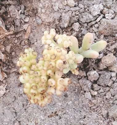 Solerantonio2 en Hamelin: Flora  (Níjar), Crithmum maritimum, Planta
