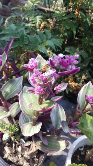 emax.linkin en Hamelin: Flora, Tradescantia cerinthoides