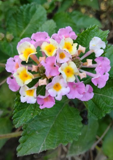 Solerantonio2 en Hamelin: Flora  (Carmona), Lantana × aculeata, Planta