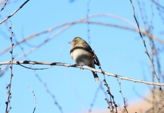 dalopri_ en Hamelin: Fauna  (Segovia), Fringilla coelebs Linnaeus, 1758, #paparazziaves