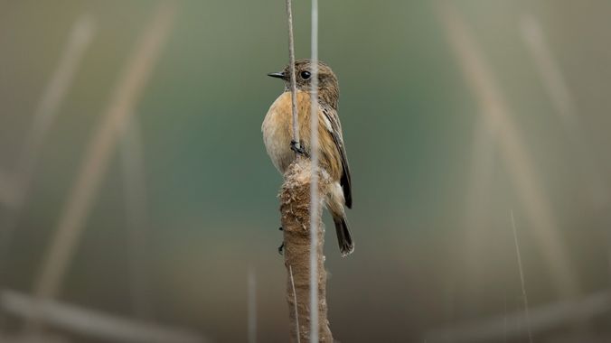 Fotografía ganadora de la semana
