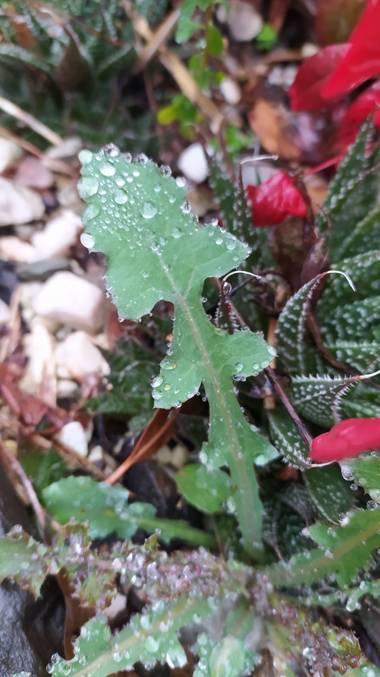 Angelambelly en Hamelin: Flora  (Caldes de Malavella), Sonchus oleraceus, Gotas de lluvia #hamelin