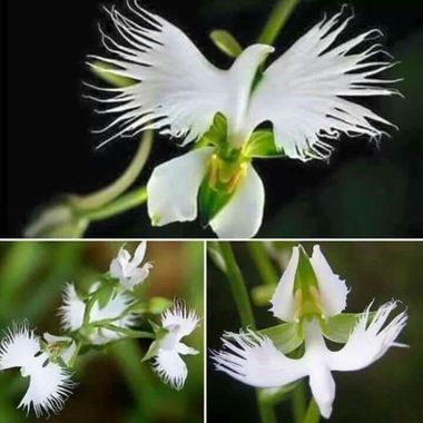 GrachuV. en Hamelin: Flora, Pecteilis radiata, 🥀🥀🥀