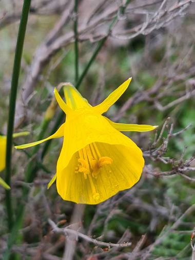 ana1.armada en Hamelin: Flora  (Ribadavia), Narcissus bulbocodium, Flor 