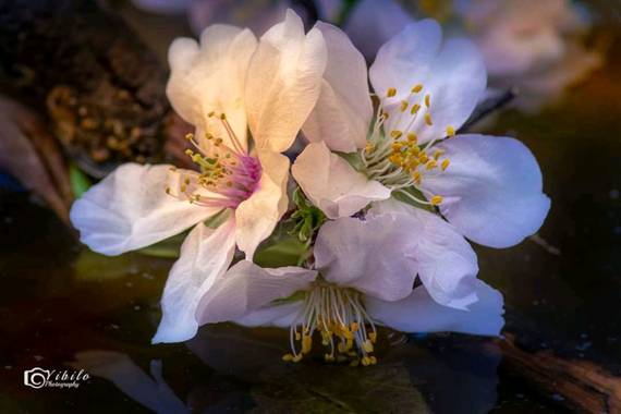 Yibilo en Hamelin: Flora, #flora21#almendro