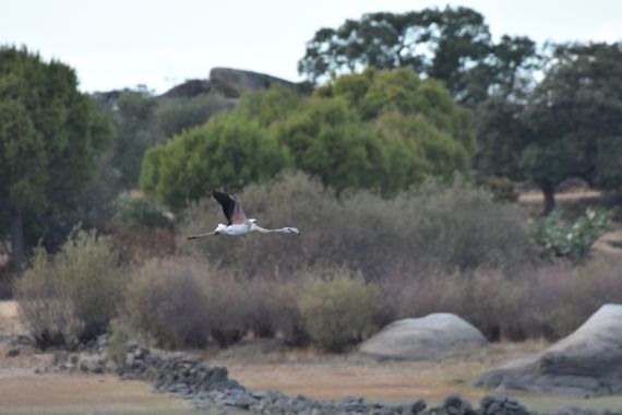 Info en Hamelin: Fauna, vuelos de flamencos al atardecer en antano Nuevo
