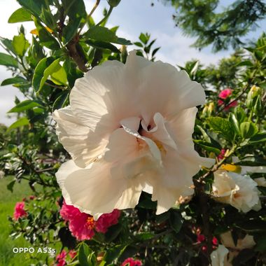 Solerantonio2 en Hamelin: Flora  (Almería), Planta