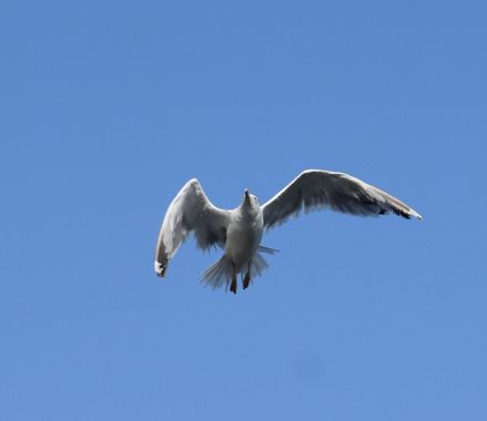 Solerantonio2 en Hamelin: Fauna  (Almeria), Larus michahellis J.F.Naumann, 1840, Gaviota pico amarillo