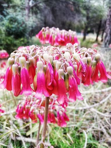 Helenbell33 en Hamelin: Flora  (Borriol), Bryophyllum daigremontianum, #floresdelcampo
#bellezasencilla #castellon 