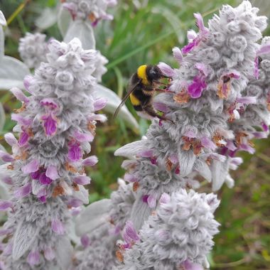 Manelsersol en Hamelin: Flora, Stachys byzantina, #rural #insectos #flores #naturaleza 