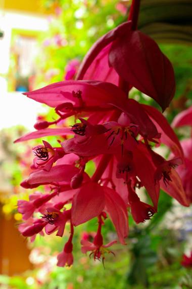 cruzyus en Hamelin: Flora  (Córdoba), Medinilla magnifica, #flora21 