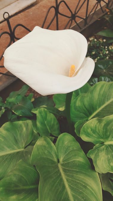 Solerantonio2 en Hamelin: Flora  (Almería), Zantedeschia aethiopica, Planta