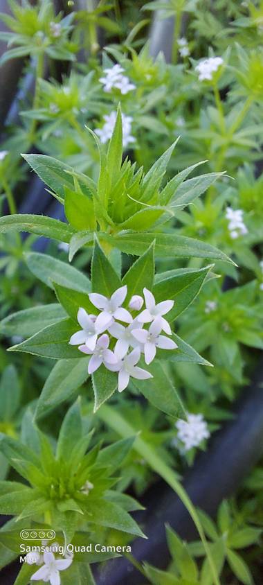 Apasnau75 en Hamelin: Flora  (Pizarra), Sherardia arvensis, Preciosidad en miniatura 