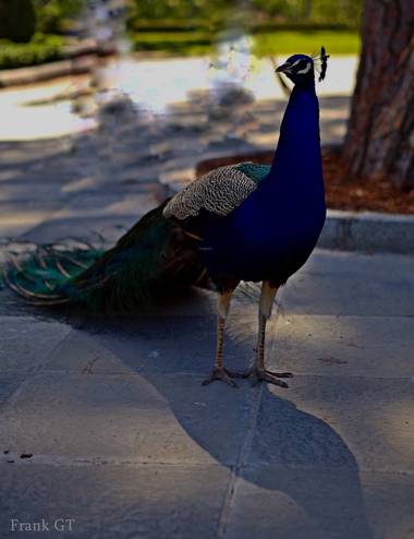 Frankgt48 en Hamelin: Fauna  (Villanueva del Pardillo), #aves21 