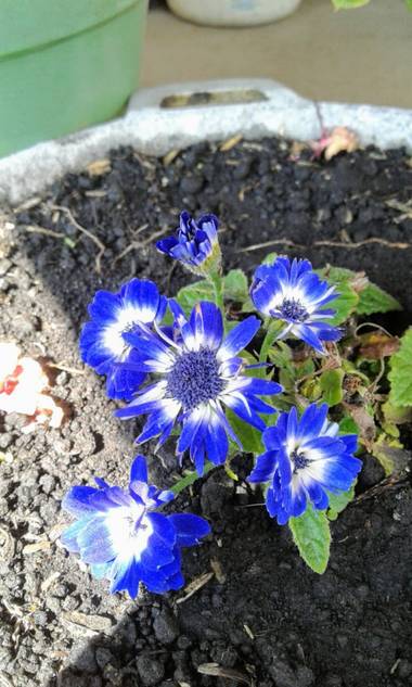 Eik15 en Hamelin: Flora  (Bosa), #flor #azul #florazul #florescolombianas