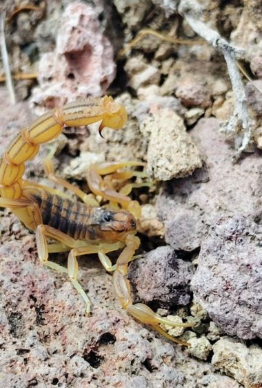 Solerantonio2 en Hamelin: Fauna  (Níjar), Escorpión común amarillo