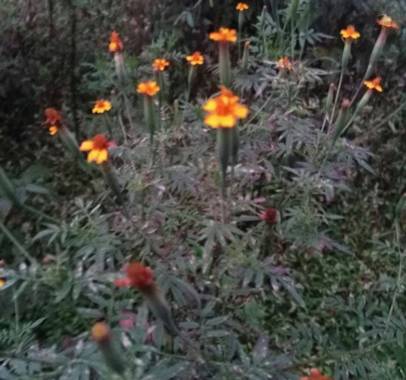 lywcava en Hamelin: Flora 