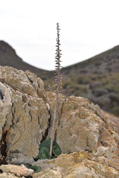 Solerantonio2 en Hamelin: Flora  (Níjar), Planta