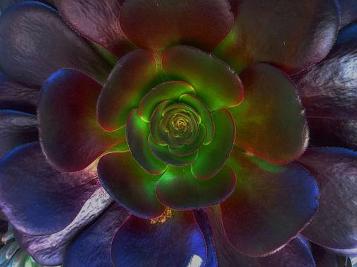 Blanca en Hamelin: Flora  (Estella), Aeonium arboreum, Suculenta, Rosa negra. Zwartkop
