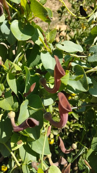 Solerantonio2 en Hamelin: Flora  (Alboloduy), Aristolochia baetica, Planta