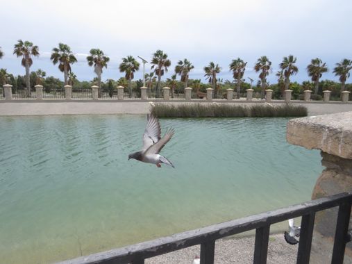 Solerantonio2 en Hamelin: Fauna  (Almería), Ave paloma bravia