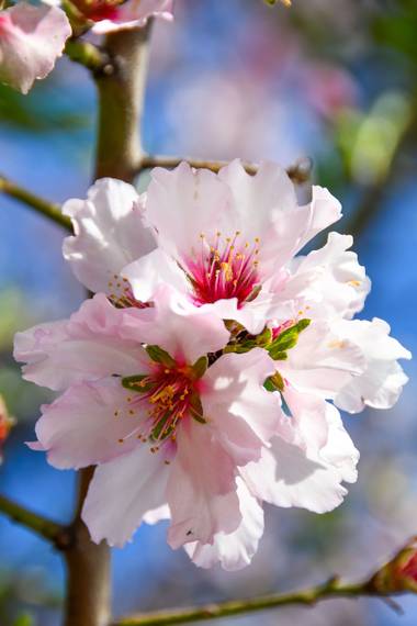 Ninigabi en Hamelin: Flora  (Isla Cristina), Prunus dulcis, #floralmendro
