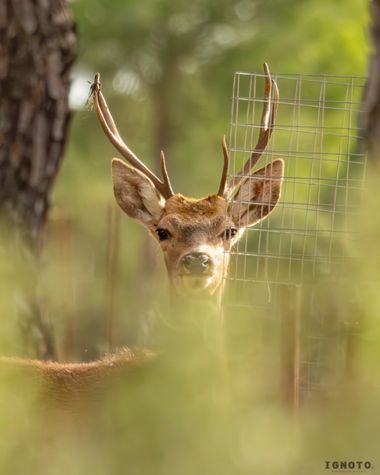 Ignoto en Hamelin: Fauna  (Almonte)