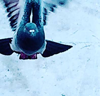 GrachuV. en Hamelin: Fauna, Tu vuelo paloma.