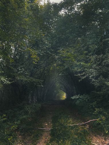 Henar en Hamelin: Paisaje, #paisaje #arboles #verde #paisvasco #green 