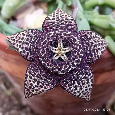 @nicorhbg en Hamelin: Flora  (Daimiel), Orbea variegata