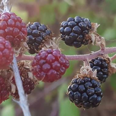 Ana Guillén en Hamelin: Flora  (Malpartida de Cáceres), Rubus ulmifolius, Moras rojas y negras silvestres